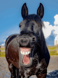 Lachen is gezond (14): een hele korte!